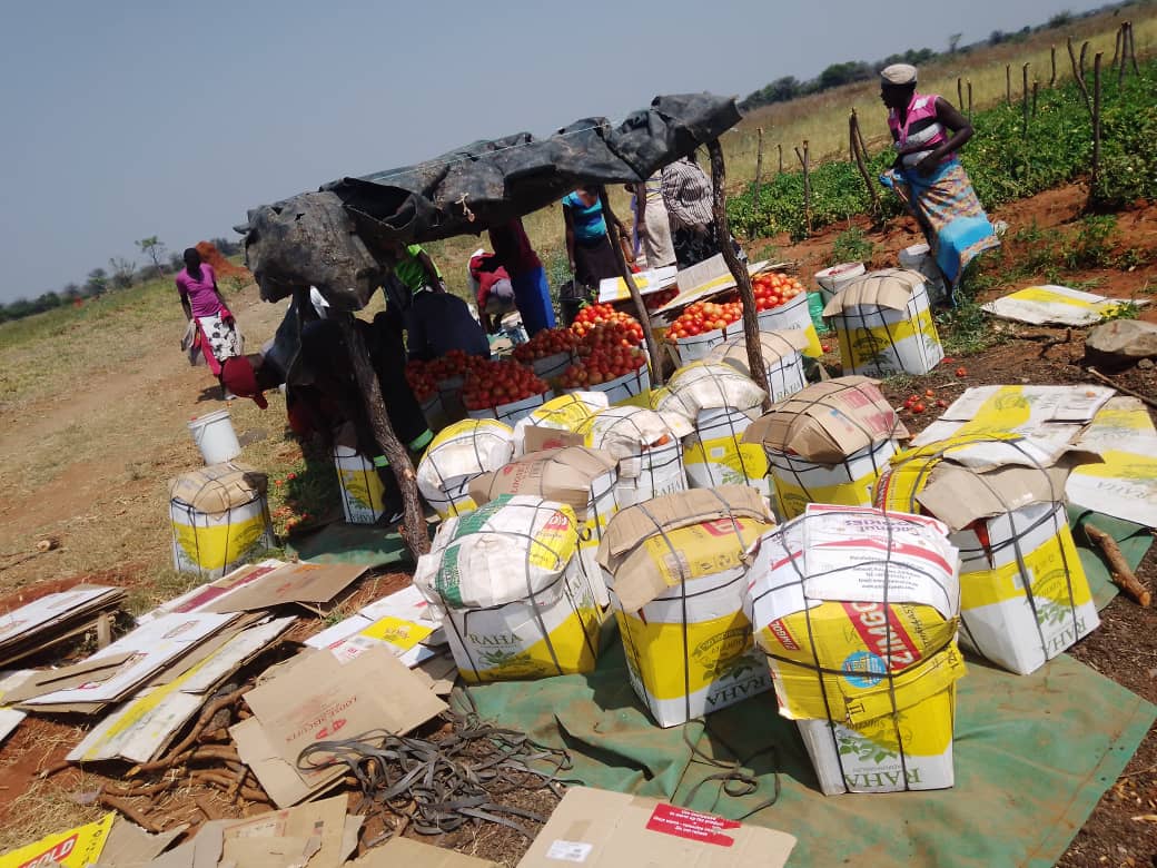 Destined for the market- Brian Garwe, a 26 year old farmer from Tshovani Irrigation Scheme in Chiredzi has begun harvesting tomatoes from his plot. Garwe has 3 hectares in the 360 hectare scheme which was previously cultivated by his now elderly mother. Brian put 0.4 hectares