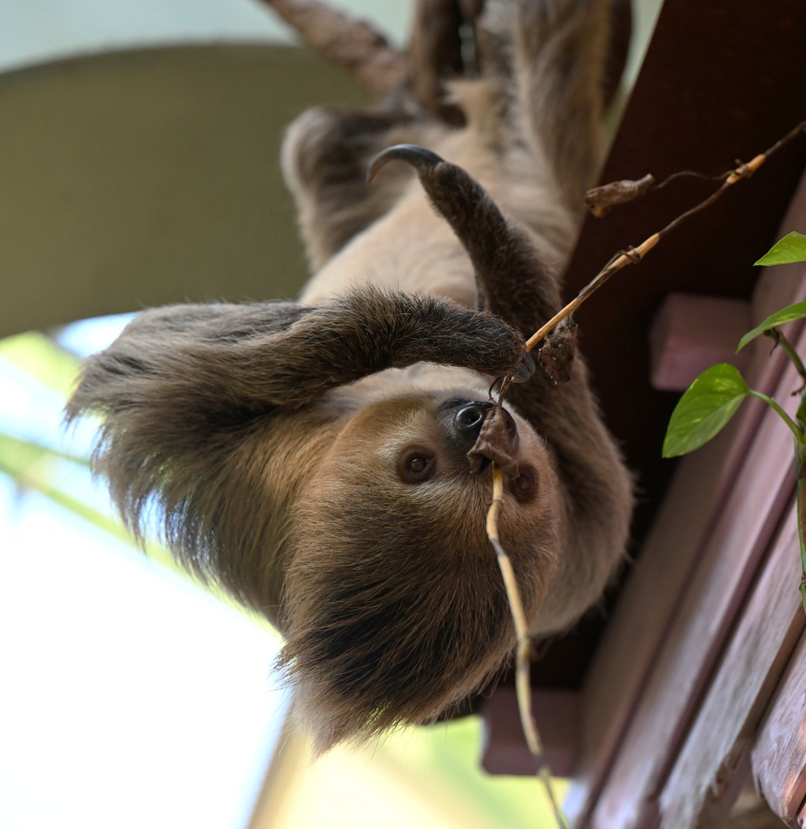 Kölner Zoo tweet media