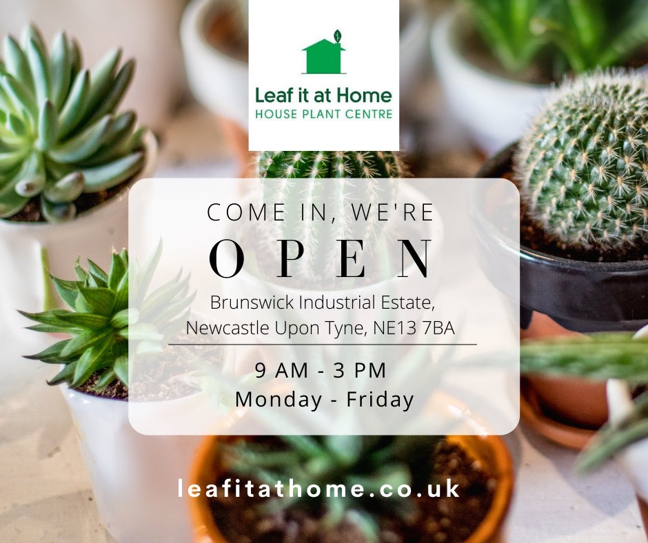 leafitstore's tweet photo. We are a local indoor plants centre. Come along this week and view our house plants and wide selection of containers 💚😀 

Open: 9am - 3pm Monday to Friday
Brunswick industrial estate, #Newcastle
https://t.co/jIkEXJRxsn, 

#Houseplants #Indoorplants #NEFollowers https://t.co/4hyyqD57BB