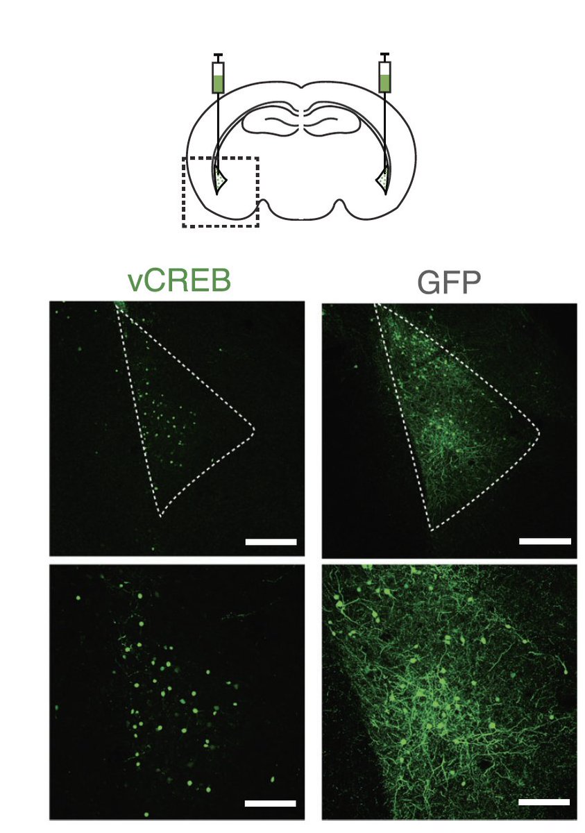 npp_journal's tweet photo. New in @npp_journal: Formation and fate of an engram in the lateral amygdala supporting a rewarding memory in mice led by Albert Park and Alexander Jacob @Neurochatter, labs of @JohnGHowland and Sheena Josselyn @sjo09 
https://t.co/HS4fdD2jFa https://t.co/ohF6SnmF9I