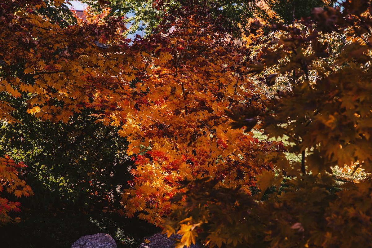 normandale_cc's tweet photo. Happy Mid-Term Break!
There are no classes today and tomorrow, but services will still be available on-campus for those who need to access them.
We hope you have a restful, warm fall weekend! ๐ ๐
#CaringCuriosityCommitment #ReSetReFocus https://t.co/HuvwLKqZyz