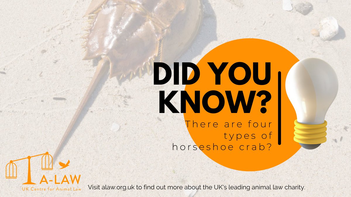 Of these 4 types, the Atlantic horseshoe crab is listed as ‘vulnerable to extinction’ and the tri-spine horseshoe crab as ‘endangered’ by the IUCN Red List of Threatened Species. Learn what protection they are afforded in Mia's article on our news site: buff.ly/3Sd9c29