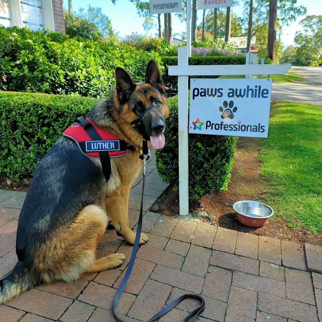 All like the german shepherd dog 🥰🥰