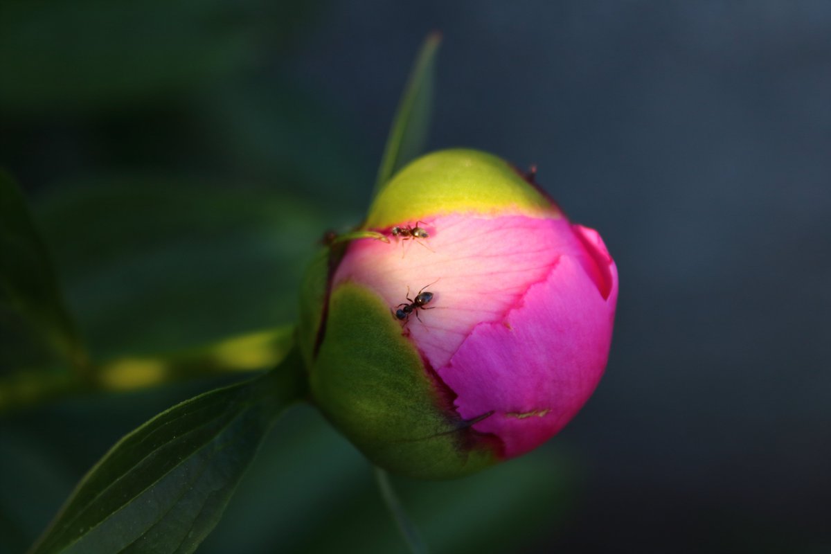 Biborrena's tweet photo. #macropicture #pictures #photography #PortfolioDay #flower #Flowers #photographer https://t.co/6014y59DLz