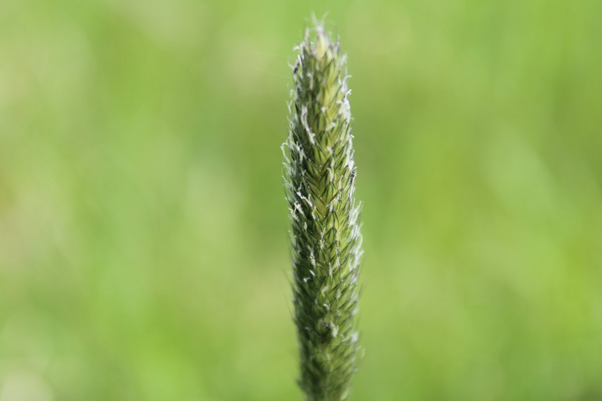 Biborrena's tweet photo. #macropicture #pictures #photography #PortfolioDay #flower #Flowers #photographer https://t.co/6014y59DLz