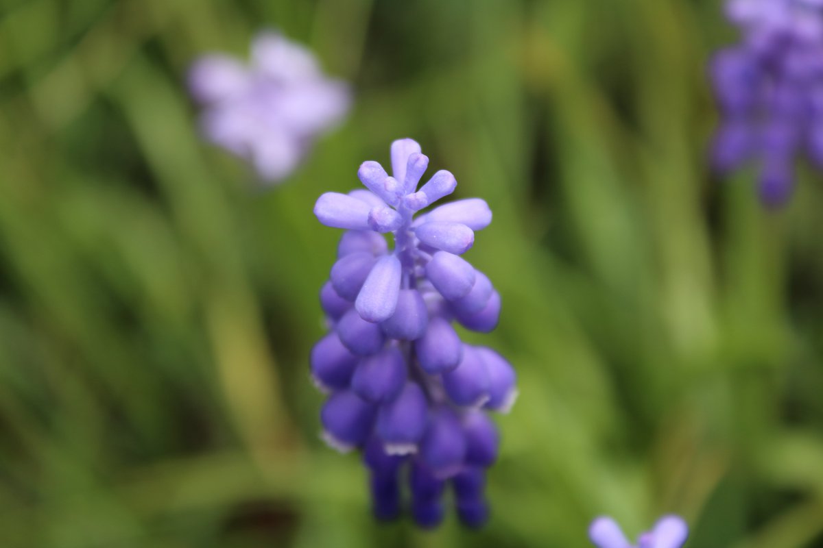 Biborrena's tweet photo. #macropicture #pictures #photography #PortfolioDay #flower #Flowers #photographer https://t.co/6014y59DLz