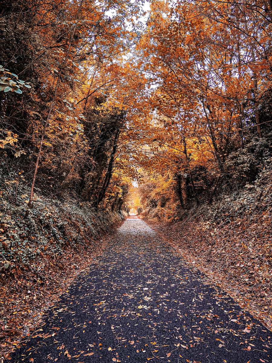 Quick escape onto the #Limerick Greenway at lunch for an autumnal stroll 🍁🍂
