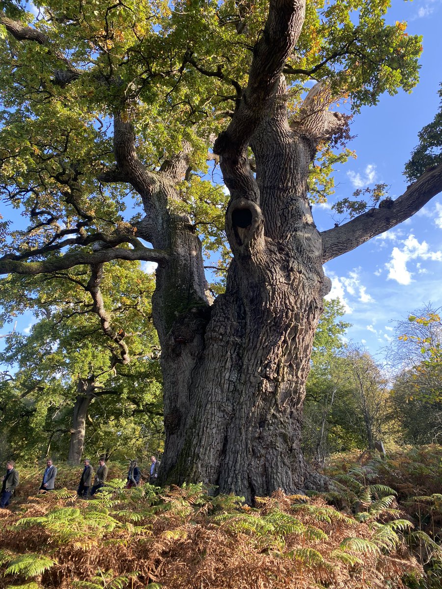 francoscotland's tweet photo. Now that is a tree! 1000 years old and a living embodiment of how early pollarding prolongs life. #kingoak https://t.co/PCtbrVST5m