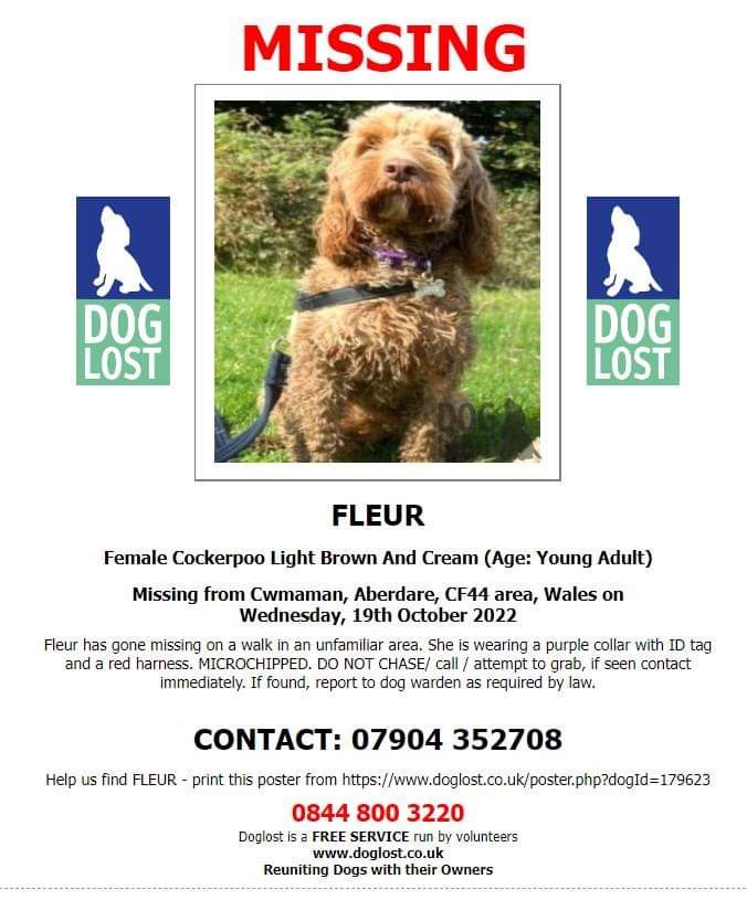 MissingPetsGB's tweet image. 🐕 URGENT FLEUR is missing in an unfamiliar area. Lost on a walk in Cwmaman #Aberdare #CF44 #Wales since Wednesday 19 October
Wearing a purple collar &amp;amp; red harness
SIGHTINGS NEEDED
DO NOT CHASE, grab or attempt to catch. please ring numbers on poster.
doglost.co.uk/dog-blog.php?d…