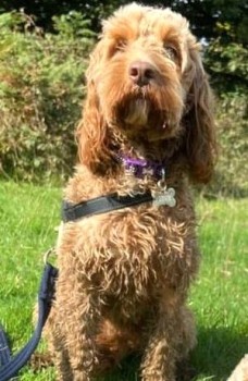 MissingPetsGB's tweet image. 🐕 URGENT FLEUR is missing in an unfamiliar area. Lost on a walk in Cwmaman #Aberdare #CF44 #Wales since Wednesday 19 October
Wearing a purple collar &amp;amp; red harness
SIGHTINGS NEEDED
DO NOT CHASE, grab or attempt to catch. please ring numbers on poster.
doglost.co.uk/dog-blog.php?d…