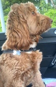 MissingPetsGB's tweet image. 🐕 URGENT FLEUR is missing in an unfamiliar area. Lost on a walk in Cwmaman #Aberdare #CF44 #Wales since Wednesday 19 October
Wearing a purple collar &amp;amp; red harness
SIGHTINGS NEEDED
DO NOT CHASE, grab or attempt to catch. please ring numbers on poster.
doglost.co.uk/dog-blog.php?d…