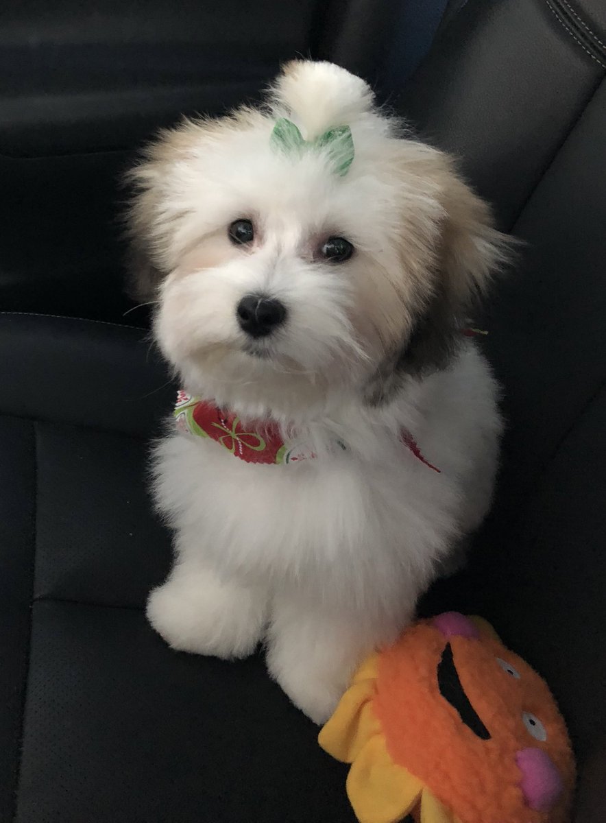 Zoey & Zeke tweet media
