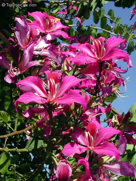 toptropicals's tweet photo. #Bauhinia blakeana -Hong Kong Orchid Tree. The most beautiful of all #orchidtrees. The largest flowers, brightly colored.These trees start flowering in very small size. - only 2-3ft tall!
#Winterbloomer. Very hard to find!
https://t.co/6AN73hGmhM
#floweringtrees
#ThursdayThoughts https://t.co/SfCqLFQMt5