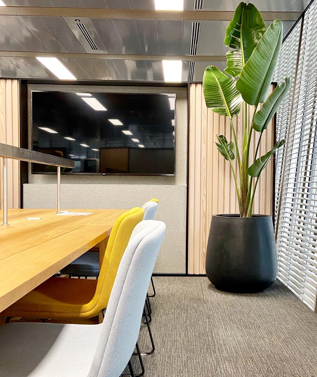 leasealeaf's tweet photo. Indoor plants are great at adding colour and life to any office. 💚 

#officeplants #indoorplants #largeindoorplants https://t.co/rvY6GfSzRX