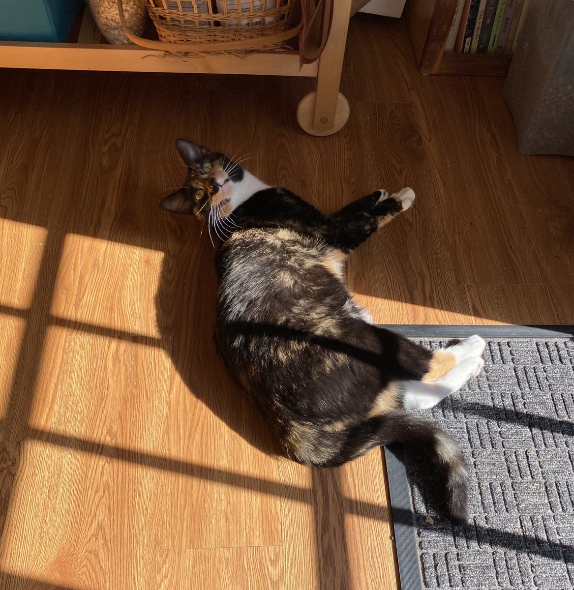 ayayacco's tweet photo. 風の強いよく晴れた猫の午後。もう1匹はこたつへ。
私は作業にもどります。 https://t.co/XTxbsnGlwT