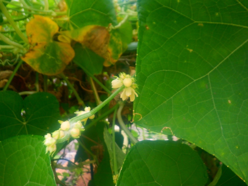 うさ 11 4 ハヤトウリ がガンガン大きく育っています 産直でチェックしてるけど うちの方が俄然デカイわよ 地味に枯れ葉取りをやるんだけど 首が痛い ハヤトウリは来年もぜひ作りたいと思ってる 家庭菜園 ハヤトウリ T Co Adnrg1ljk9 Twitter