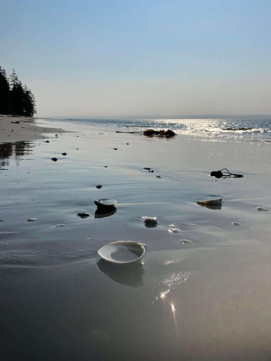 A walk on the beach. Sand & shells. The smell of sea air, a cool peaceful breeze. #beach #shore #ocean #peace