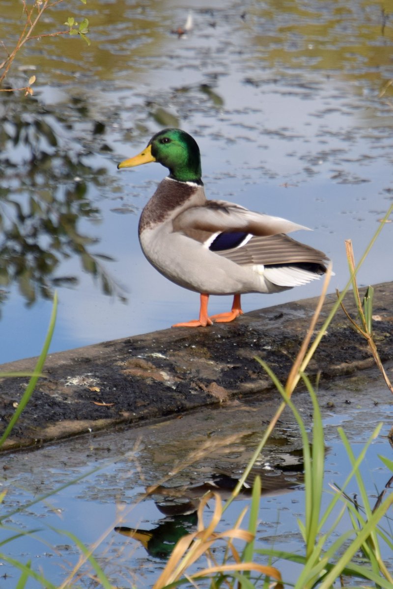 rojertb's tweet photo. pics from 20th October 2018

Handsome mallard posing https://t.co/Zh3QP5JOUm