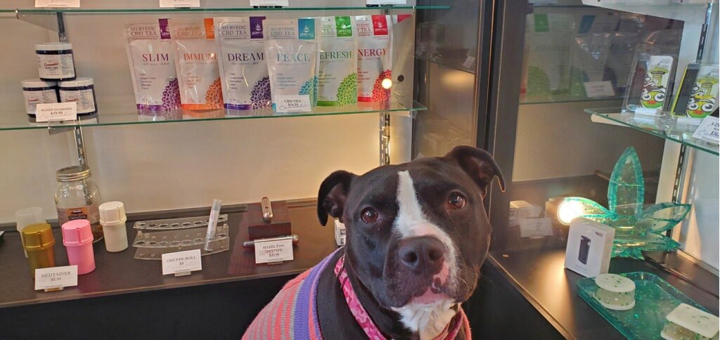 Vapingstudio's tweet image. Introducing our new CBD teas! $24.95 for 10 tea bags. Dog (Nala) for scale #CBDTEA #CBD #tmp #HempAndTeaCompany