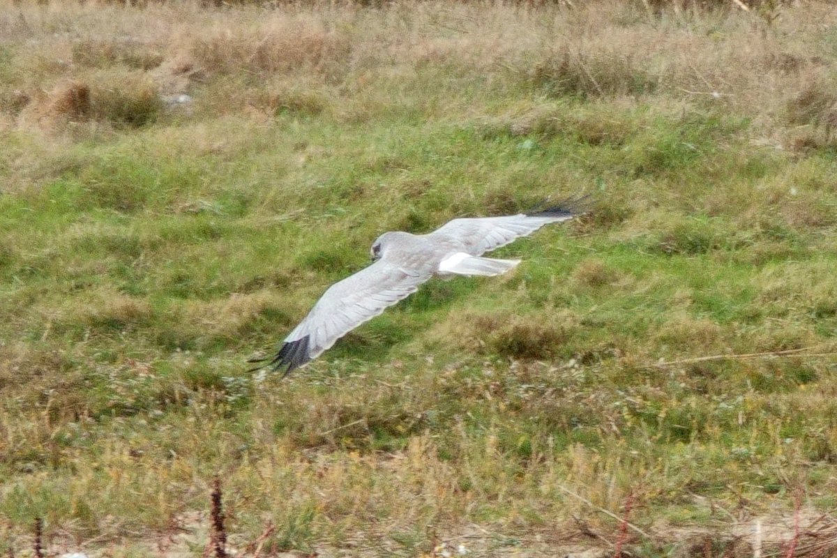 deric_king's tweet photo. In difficult windy conditions, out of nowhere a Hen harrier!! With @jokingdevon at Cayeux sur Mer a hurried 'point and shoot' moment! https://t.co/z19of05s4L