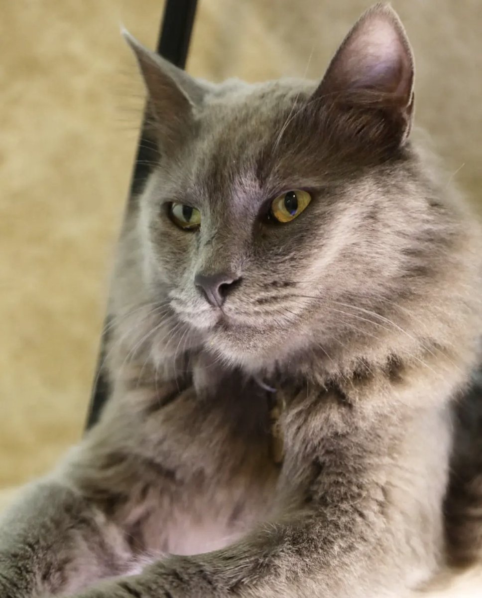 Karizmanın öz evladı. 😼😎

#20EkimDünyaKarizmaGünü