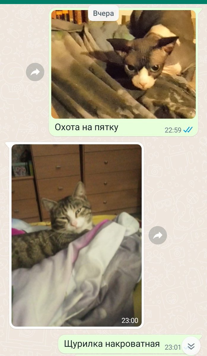 Классика переписки с мамой в Ватсаппе. Обмен своими котами: