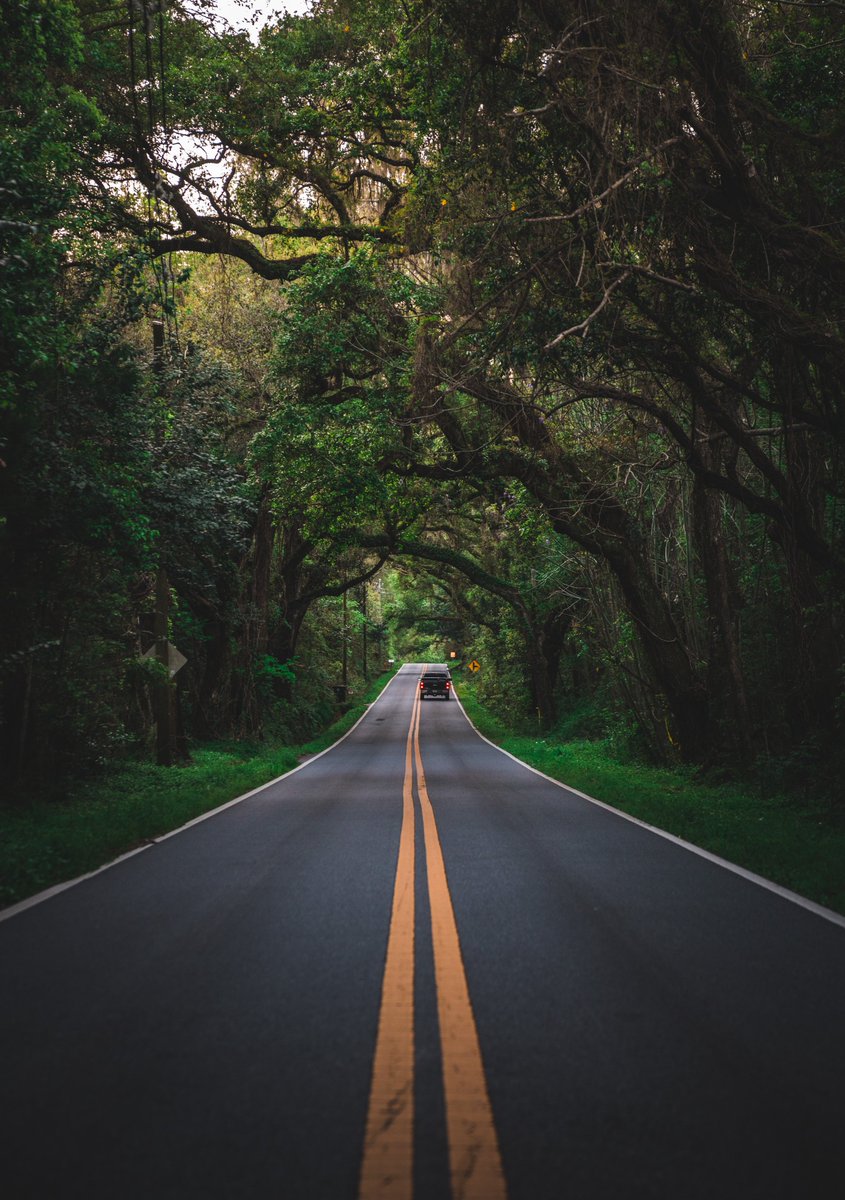 Under the canopy. Old St. Augustine Road in Tallahassee, Florida.