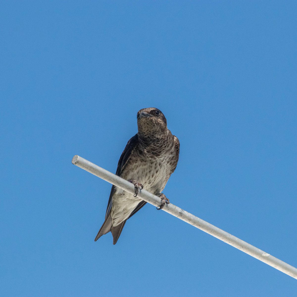 PMCAErie's tweet photo. At first glance, we thought we found the first headless martin! Turns out it’s just an adult female preening his feathers. Happy Halloween! #halloween #pmca #purplemartins https://t.co/yChMpNUpIm