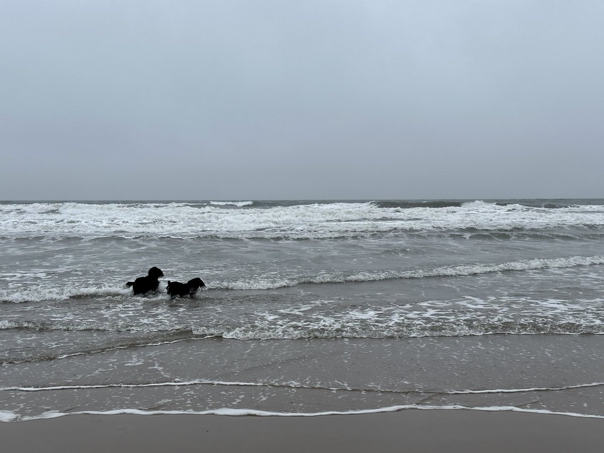 Stephanie Holt🦊 tweet media