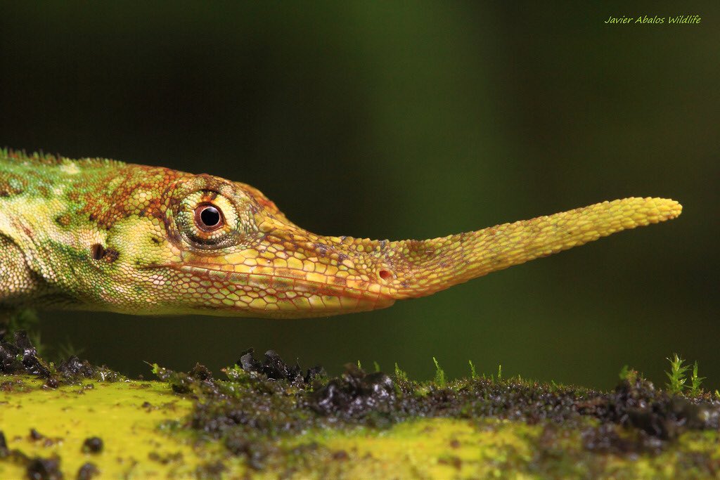 The Pinocchio anole lizard. (Photo Javier Ábalos Álvarez)