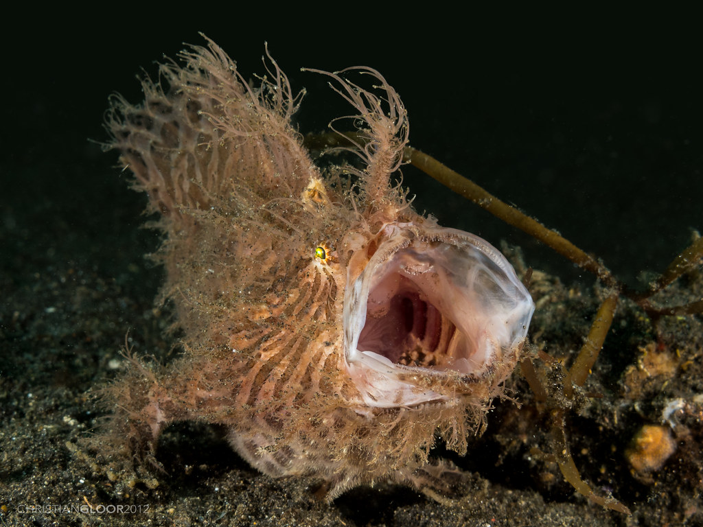 Hairy frogfish have excellent camouflage. (Photo Christian Gloor)