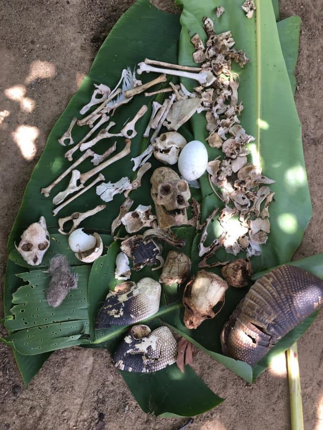 The remains of various prey items and an infertile egg collected from the nest of a South American harpy eagle. (Photo Jack Hoopia)
