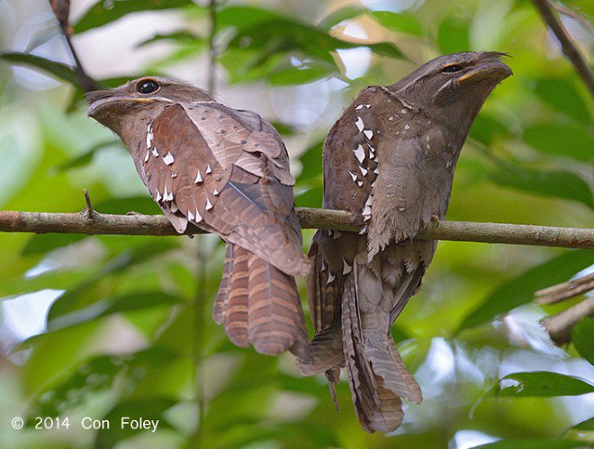 The large frogmouth is native to Southeast Asia & is threatened by habitat loss. (Photo Con Foley)