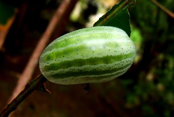 The green slug caterpillar looks just like a watermelon! (Photo projectnoah/Marlon829)