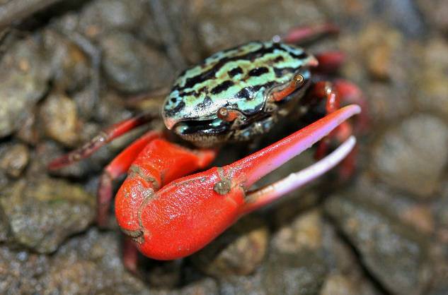 The colourful Watermelon fiddler crab!