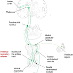 Photo by Clinical Autonomic Research (@ClinAutonRes)