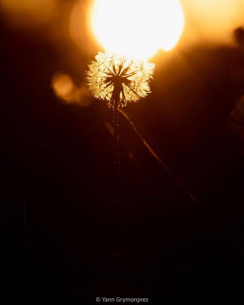 ygrymonprez's tweet photo. Sunset Flower 🌅🌸
#macro #macrophotography #macroworld #macrophoto #nature #naturephotography #naturelovers #natureshots #macrophoto #flowers #flowerstagram #flowerphotography #omdrevolution #omsystem #omsystemfr #omsystemes #landscape #landscapephotography #landscapes #lan… https://t.co/OrN4H1bN5Q