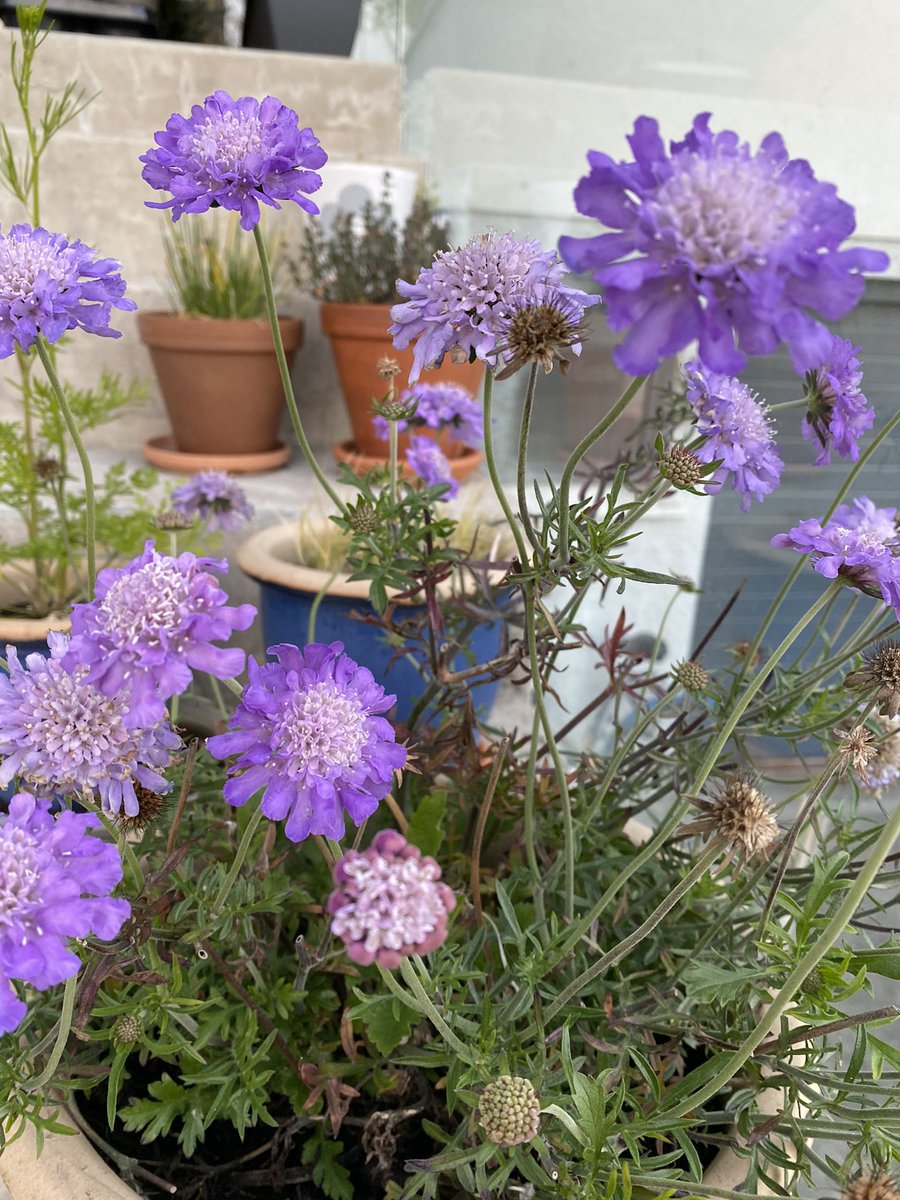 Dr Emily Lethbridge tweet media