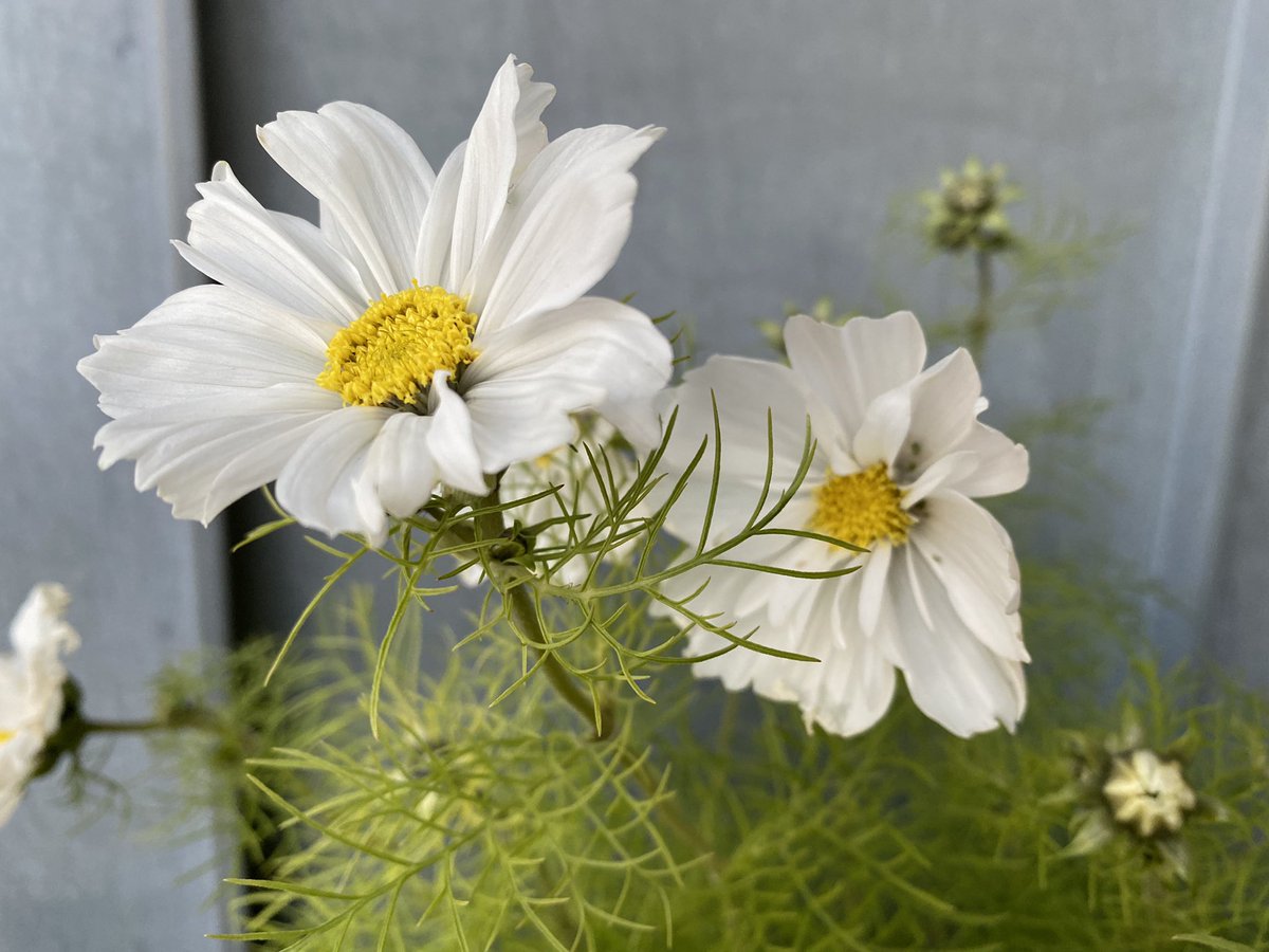 Dr Emily Lethbridge tweet media