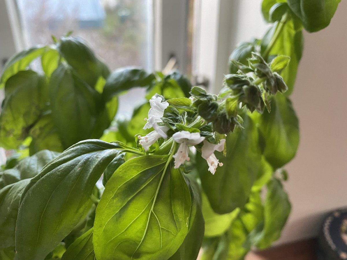 Dr Emily Lethbridge tweet media