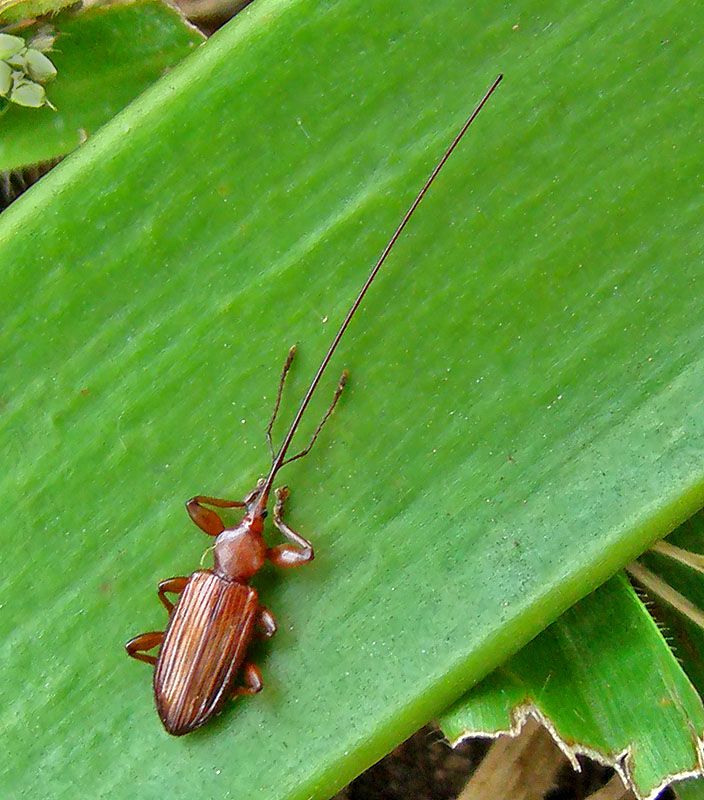 The hose-nosed weevil (Antliarhis zamiae) has evolved an enormous snout to drill through cycad cone scales to reach the eggs within.

(Photo Anna Eksteen)