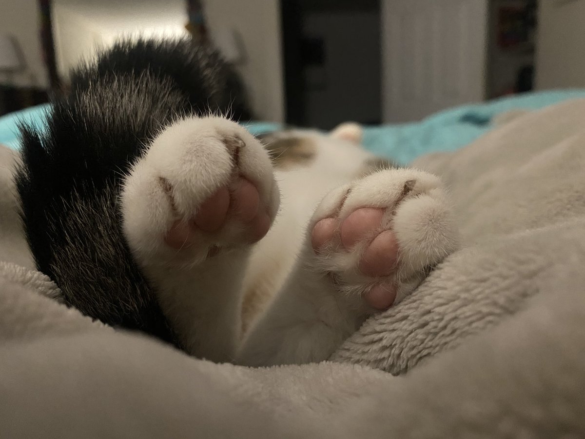 BeccaC78's tweet photo. #CatsLover #kittypaws 🐾 https://t.co/6vcbWhkXz5