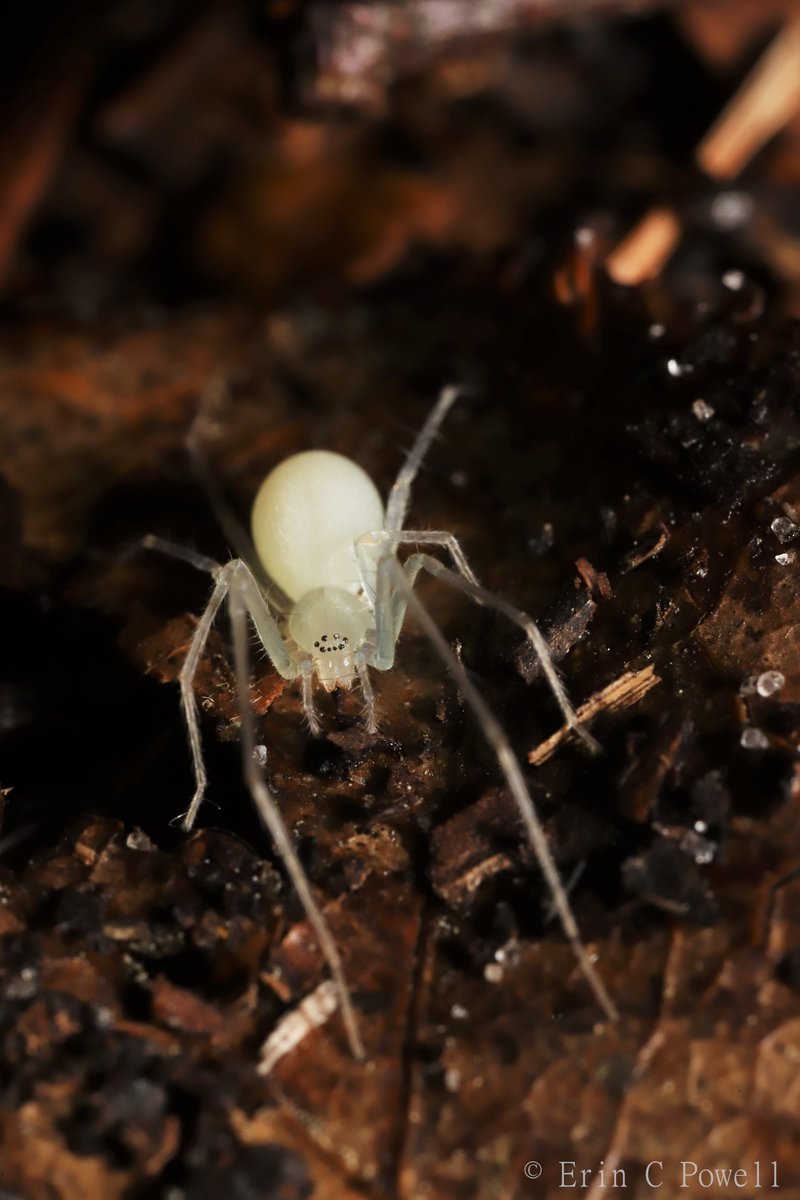 This fancy Wulfila ghost spider stands out in the leaf litter. 

Perfect for #Arachtober👻