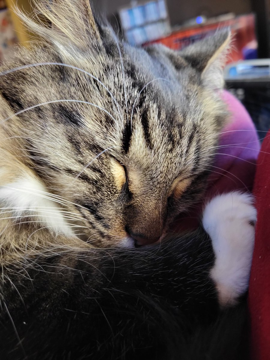 EGOTKittens tweet media