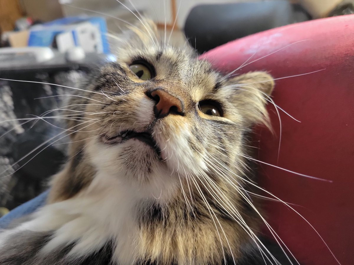 EGOTKittens tweet media