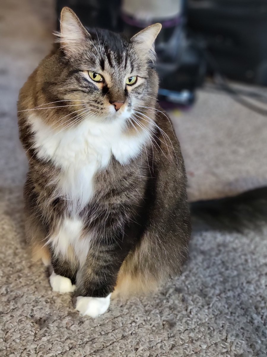 EGOTKittens tweet media