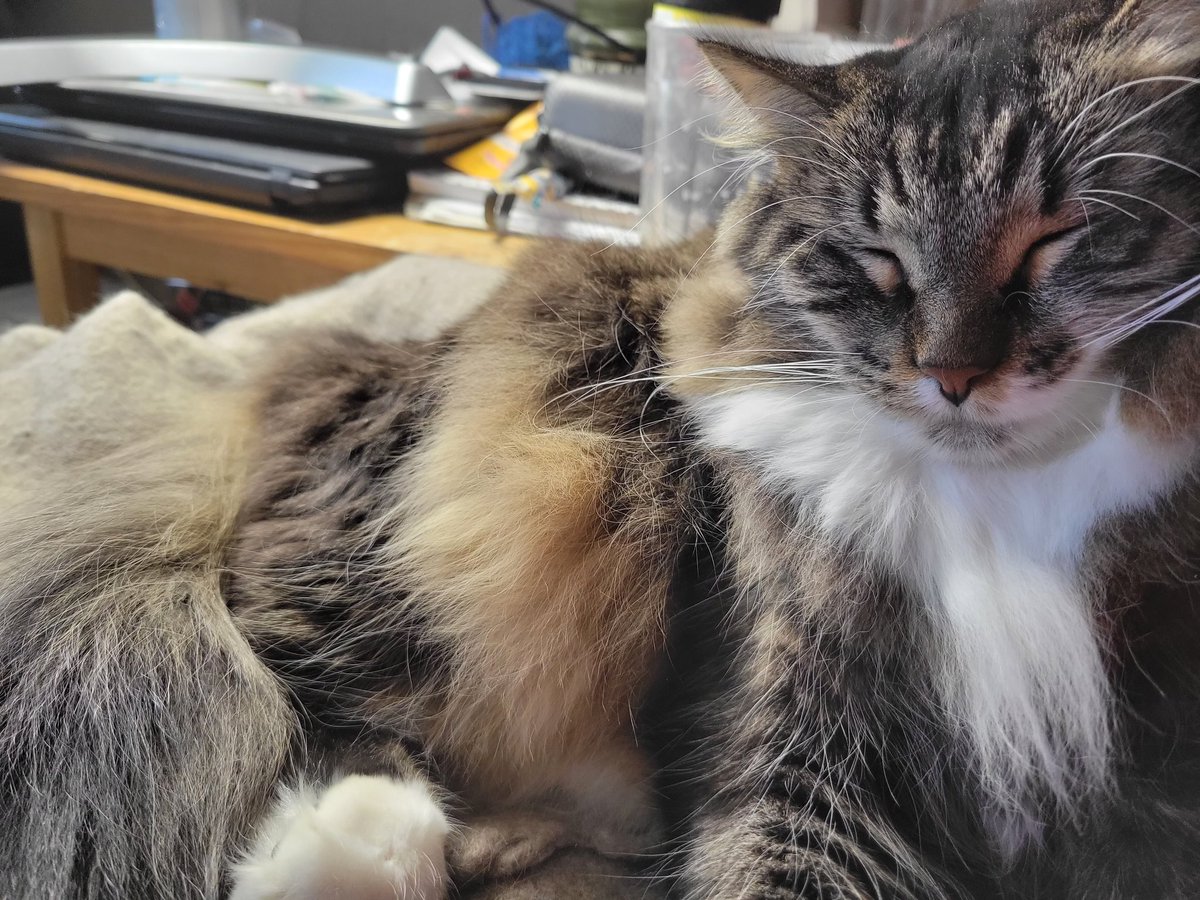 EGOTKittens tweet media