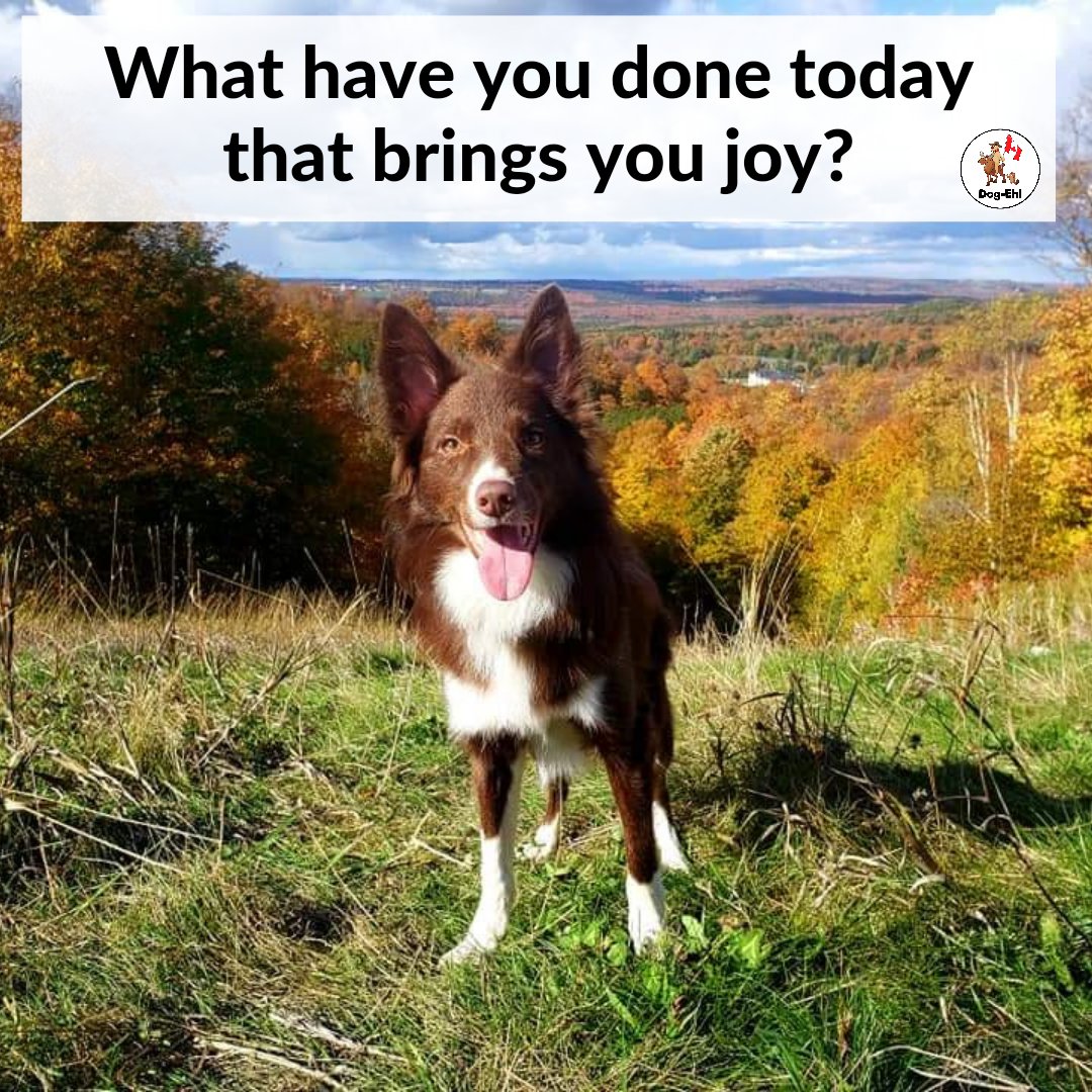 DogEhOfficial's tweet photo. What have you done today that brings joy into your life???
For us it's seeing photos of all your dog's 🥰
#smilingdog #dosomethingthatmakesyouhappy #forhappiness #forjoy #dogphoto #questionoftheday #bringyoujoy #dogeh https://t.co/W1iieFkUgH