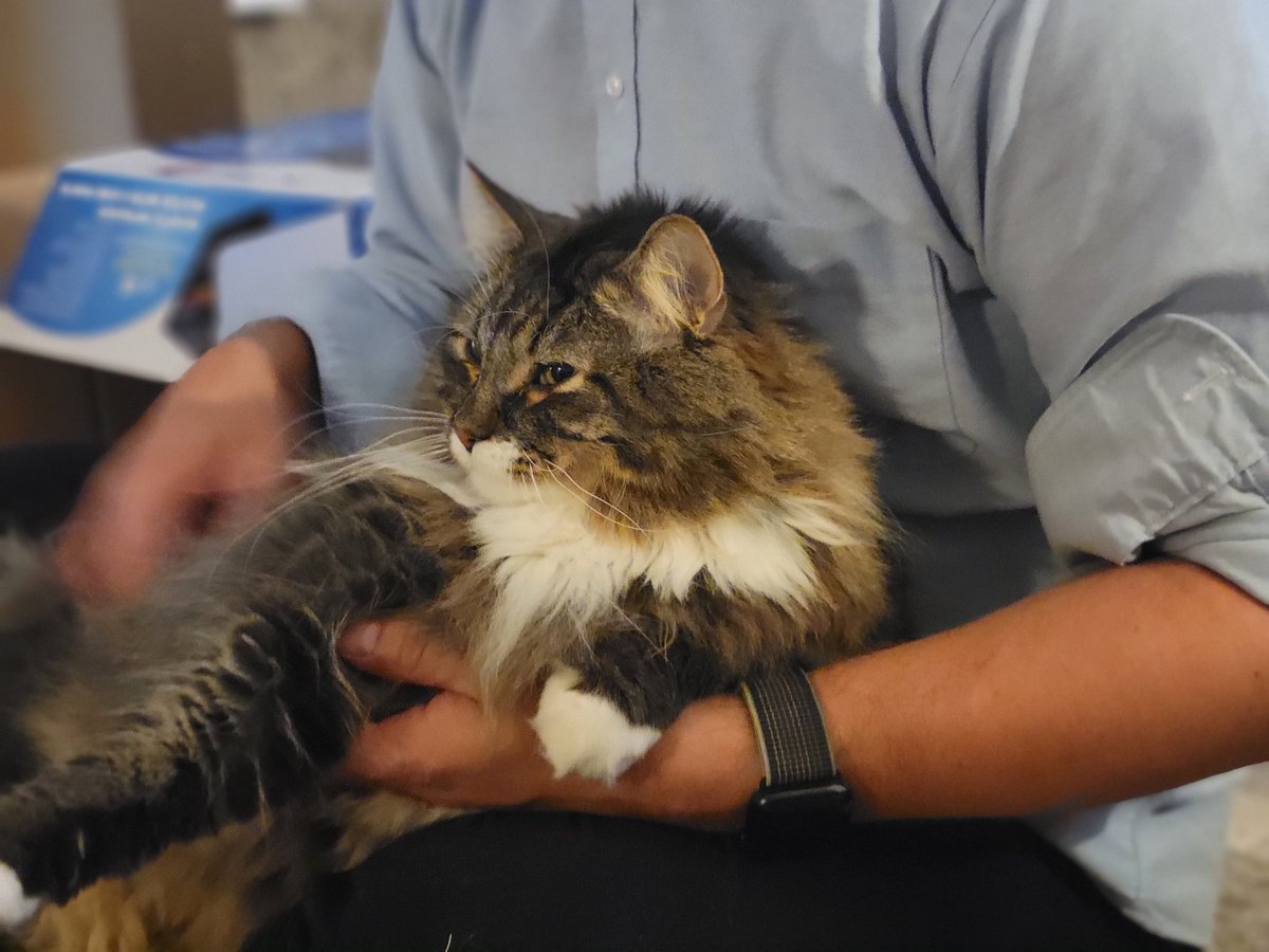 EGOTKittens tweet media