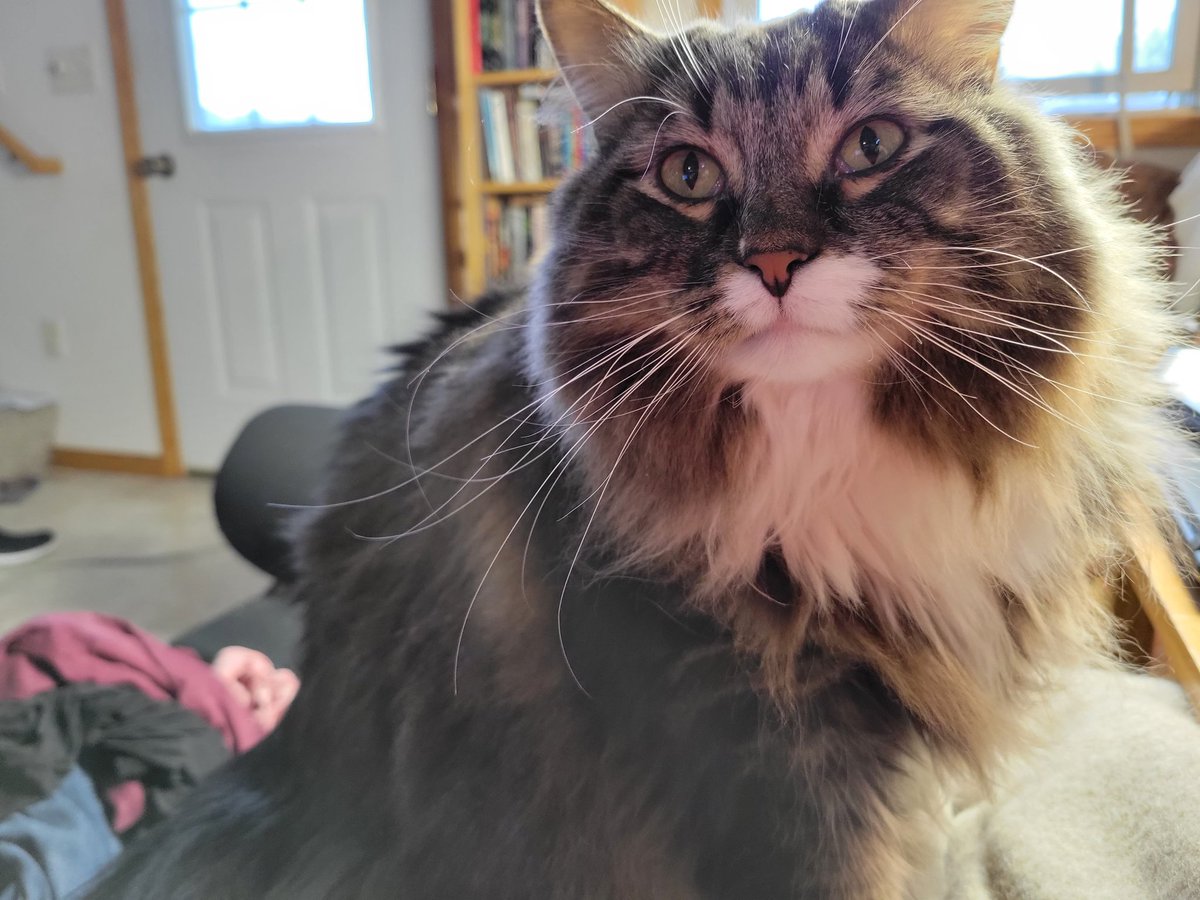 EGOTKittens tweet media